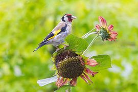 Godwit on sunflower by Menno van Duijn
