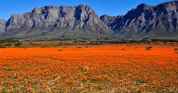 Bloemenzee Zuid Afrika II van Corinne Welp