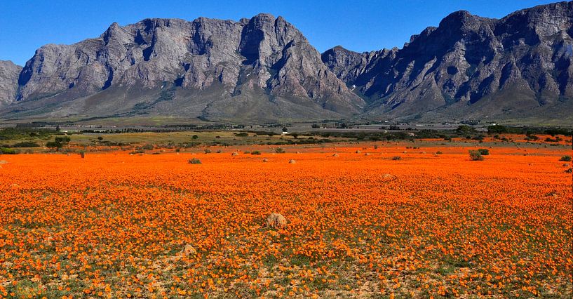 Bloemenzee Zuid Afrika II par Corinne Welp