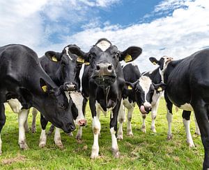 Cows in the Netherlands