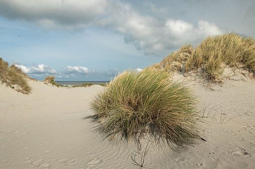 strand, zee en duinen van Ameland,helmgras