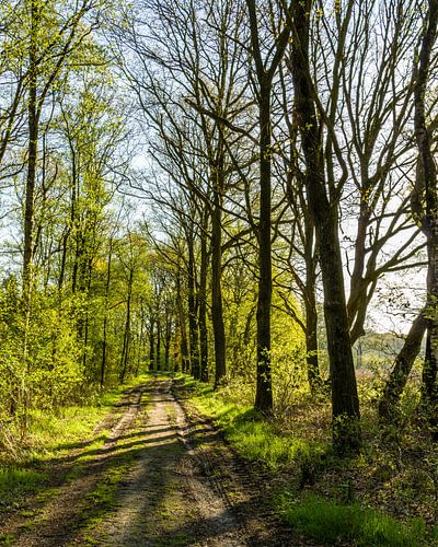 Bospad in het ochtendlicht