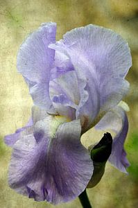 Iris vintage von Martine Affre Eisenlohr