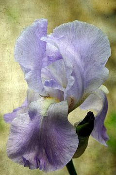 Iris vintage van Martine Affre Eisenlohr