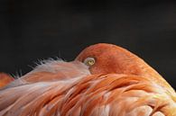 Flamingo van Rudie Knol thumbnail