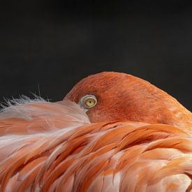 Flamingo van Rudie Knol