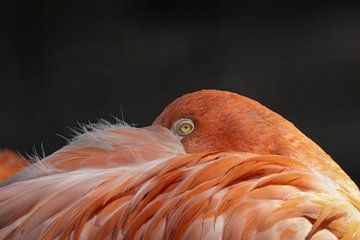 Flamingo von Rudie Knol