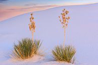White Sands National Park, New Mexico van Henk Meijer Photography thumbnail