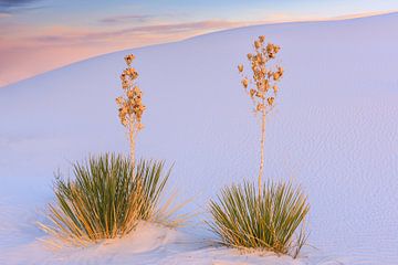 White Sands National Park, New Mexico van Henk Meijer Photography