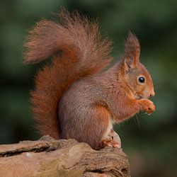 Écureuil roux
