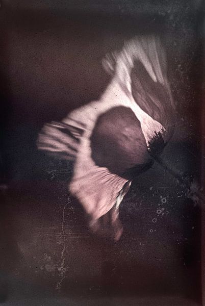 Poppy vintage by natascha verbij