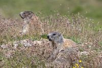 Alpine marmot in the Swiss Alps