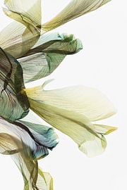 Peacock - Der Fingerabdruck der Blätter von Christine de Vogel