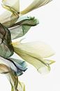 Peacock - The fingerprint of leaves van Christine de Vogel thumbnail