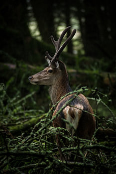 Cerfs rouges dans les Highlands écossais
