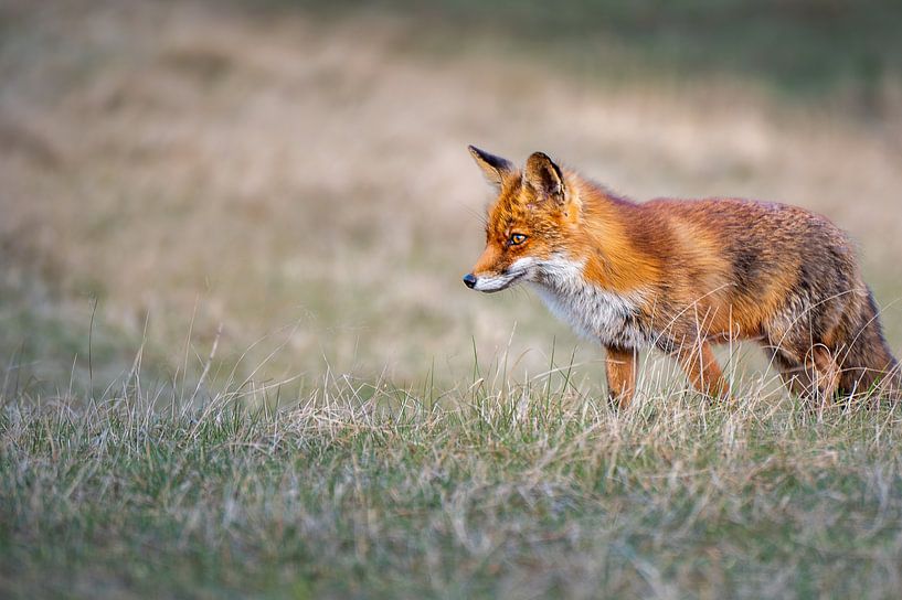 Vorsichtig von John Goossens Photography
