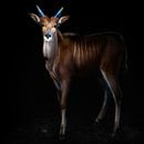 Young common eland portrait, Santiago Pascual Buye by 1x thumbnail