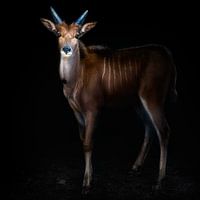Portret van een jonge eland