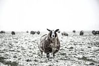 Schapen in een besneeuwde weide in een winterlandschap van Sjoerd van der Wal Fotografie thumbnail