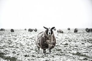 Schafe auf einer schneebedeckten Wiese in einer Winterlandschaft