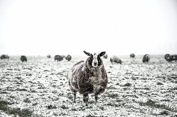 Schapen in een besneeuwde weide in een winterlandschap van Sjoerd van der Wal Fotografie