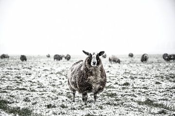 Schapen in een besneeuwde weide in een winterlandschap