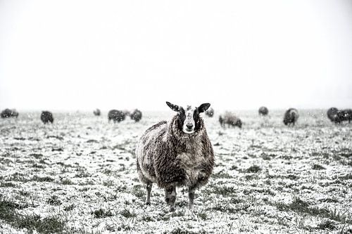 Moutons dans une prairie enneigée dans un paysage d'hiver