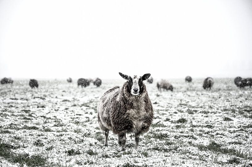 Schapen in een besneeuwde weide in een winterlandschap van Sjoerd van der Wal Fotografie