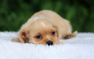 Chiot boomer