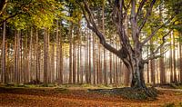 L'automne dans la forêt de Bakkeveen par Martijn van Dellen Aperçu