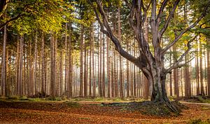 Autumn in the forest of Bakkeveen by Martijn van Dellen