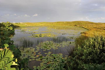 Waterlelies van Annick Cornu