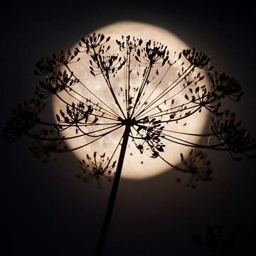 Full Moon fever #1 van Dennis Claessens