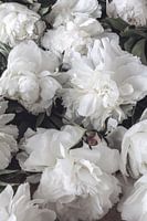 Weelderig bloeiende witte pioenrozen - romantische bloemenposter met vintagelook