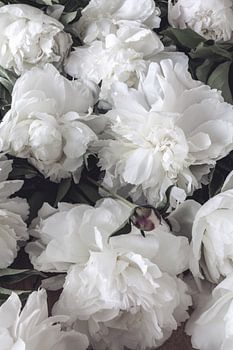 Pivoines blanches luxuriantes - poster floral romantique au look vintage