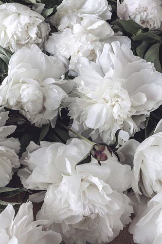 Pivoines blanches luxuriantes - poster floral romantique au look vintage sur Studio17