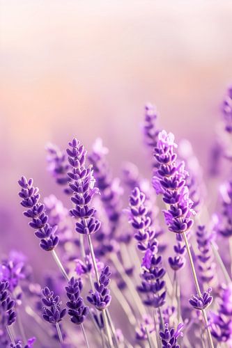 Summer breath violet