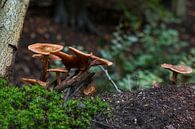 groupe de champignons dans la forêt par ChrisWillemsen Aperçu