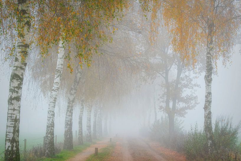 Berkenbomen langs een mistige landweg (zonder auto) van Francis Dost