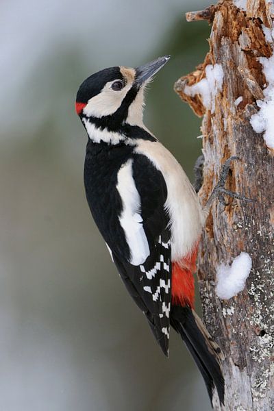 Great Spotted Woodpecker * Dendrocopos major * by wunderbare Erde