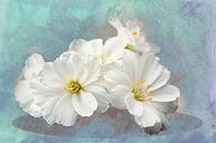 Weiße Blüten einer Sukkulente mit Tautropfen von Rietje Bulthuis Miniaturansicht