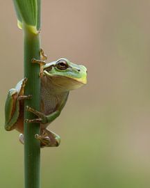 Boomkikker von Daan de Vos