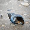 Coquillage sur la plage sur Kristof Leffelaer