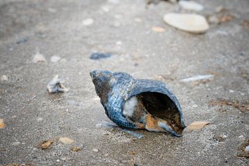 Sea shell on the beach by Kristof Leffelaer