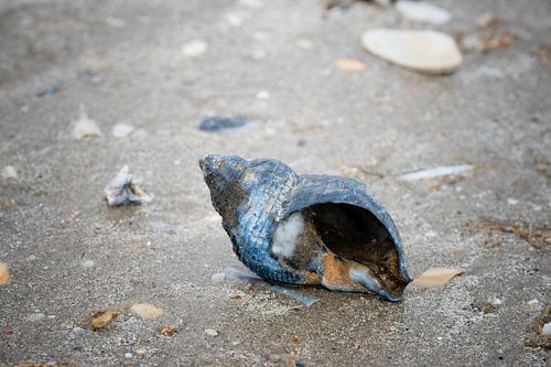 Zeeschelp op het strand