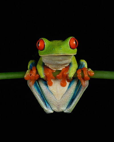 Frosch