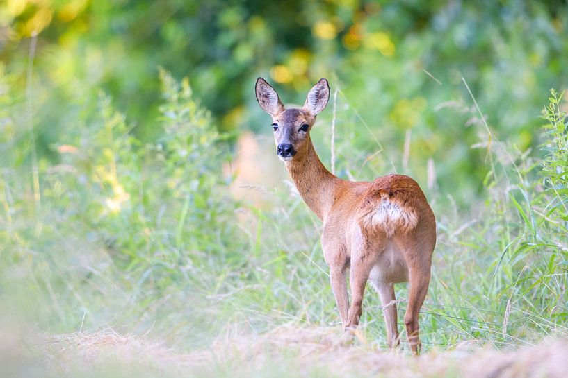 Roe Deer by Luuk Belgers
