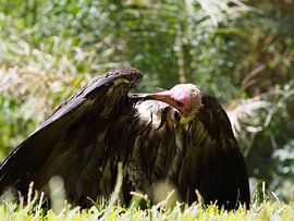 A vain vulture by Denise Mol