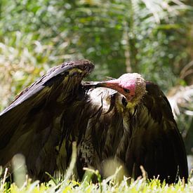 A vain vulture sur Denise Mol