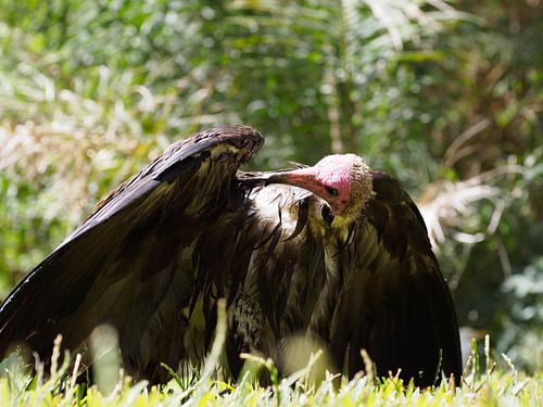 A vain vulture